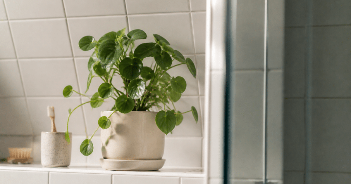 Plante verte en pot sur etagere carrelage blanc salle bain
