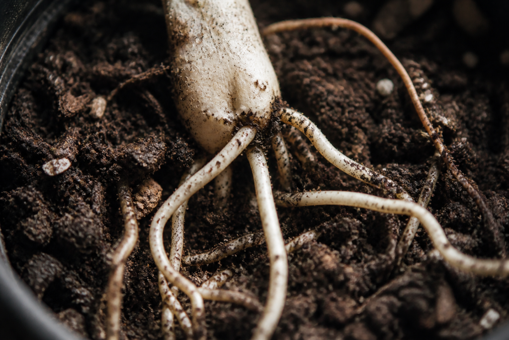Rhizome blanc dans terreau brun drainant riche