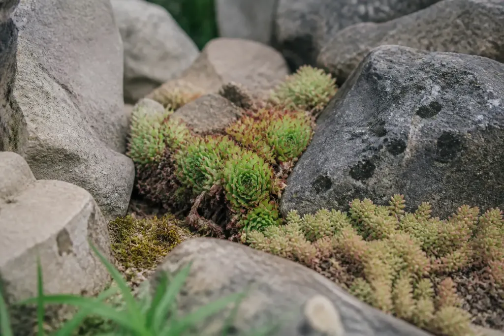 Touffes de sedums et joubarbes entre des pierres grises
